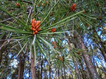 Close-up of pine tree