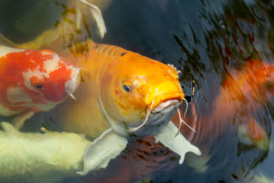 Close-up of fish swimming in sea