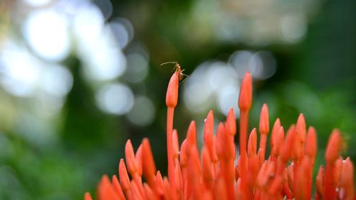 Close-up of red flowers