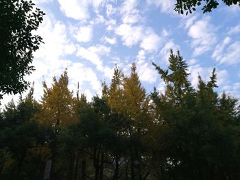 Low angle view of trees in forest against sky