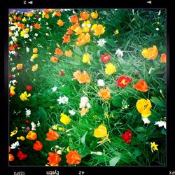 Full frame shot of yellow flowers blooming in field