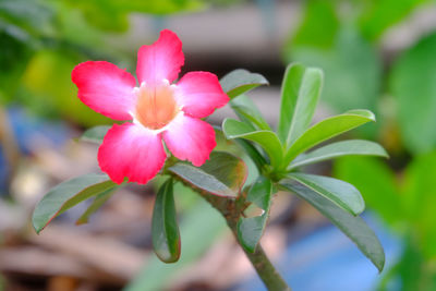 Close-up of pink flowering plant