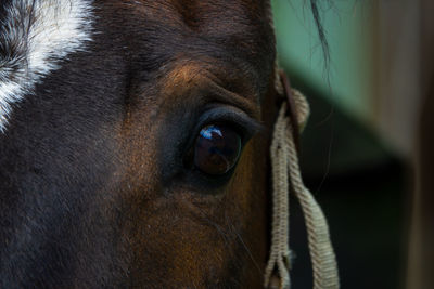 Close-up of horse