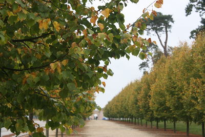 Plants growing on tree against sky