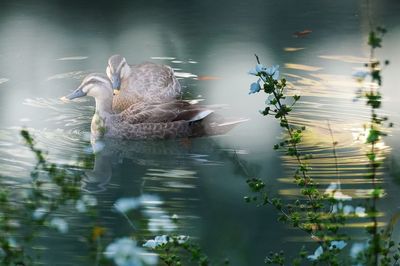 View of duck swimming in lake