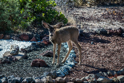 High angle view of fawn standing on field during sunny day