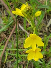 Close-up of yellow daffodil blooming on field