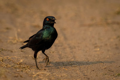 Close-up of bird perching on field