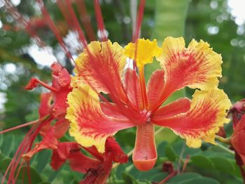 Close-up of yellow hibiscus blooming outdoors