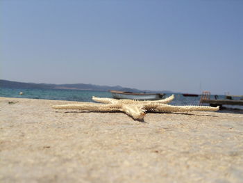 Driftwood on beach against clear sky