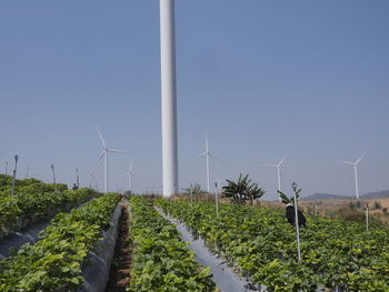 Plants on landscape against clear sky