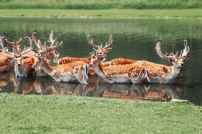 Large group of fallow deer resting in pond water on summer. herd animals dama dama swim 