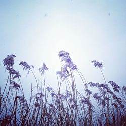 Low angle view of plants against clear sky