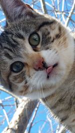 Close-up portrait of cat sticking out tongue