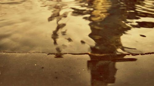 Reflection of trees in water