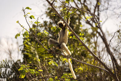 Low angle view of monkey on tree