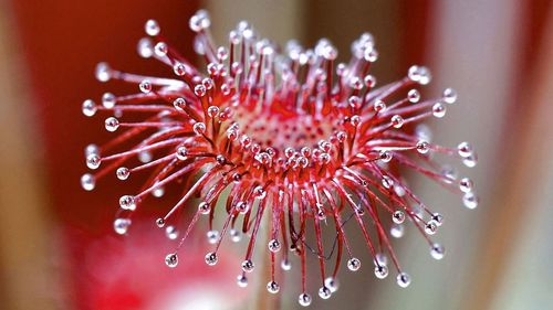 Close-up of sundew