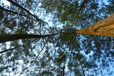 Low angle view of trees against sky