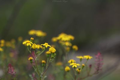 Close-up of yellow flowering plant on field