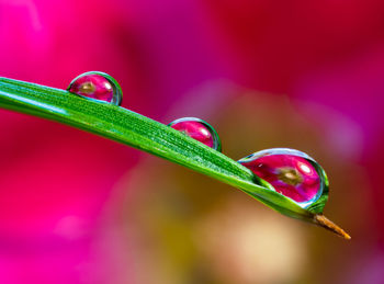 Close-up of water drops on pink leaf