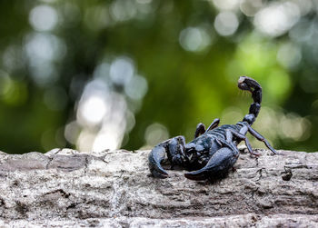 Close-up of scorpion on fallen tree