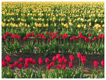 Red tulips blooming in field