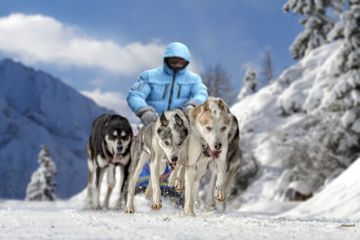 Man dogsledding on snow covered field