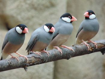 Close-up of bird against blurred background