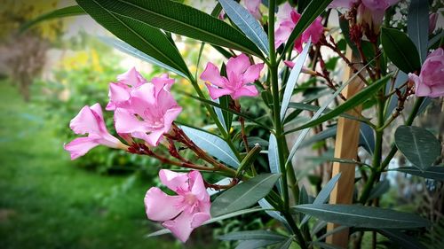 Close-up of pink flowers blooming outdoors