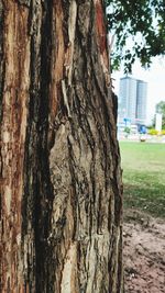 Close-up of tree trunk