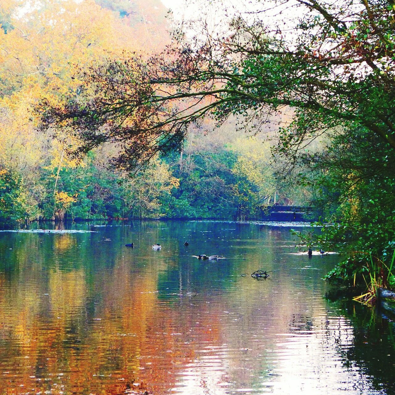 REFLECTION OF TREES ON LAKE AGAINST SKY