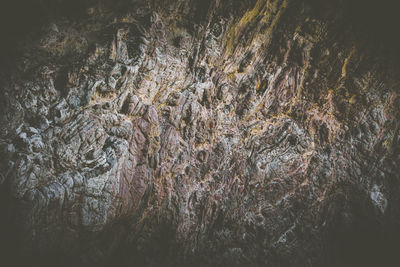 Full frame shot of rock in forest