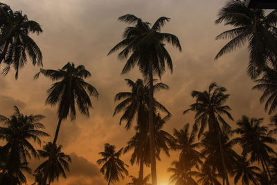 Low angle view of palm trees against sky during sunset