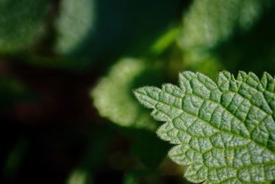 Close up of leaf