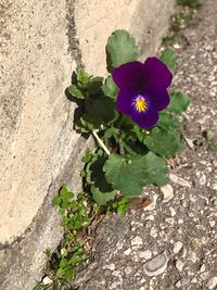 High angle view of purple flower plant