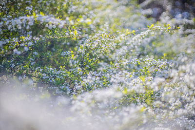 Close-up of white flowering plant