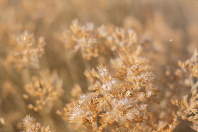 Close-up of wilted plant