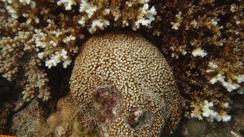 Close-up of coral in sea