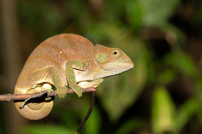 Close-up of a lizard on branch