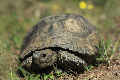 Close-up of turtle on field