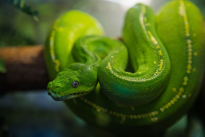 Close-up of green snake on branch