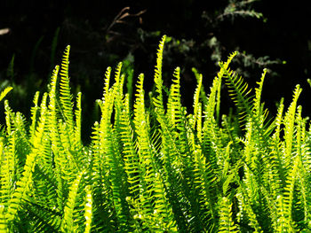 Close-up of fern growing in forest
