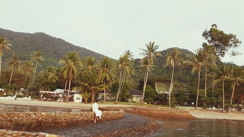 Palm trees by sea