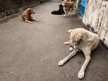 View of a dog on the road