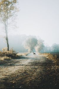 Man riding bicycle on road against sky