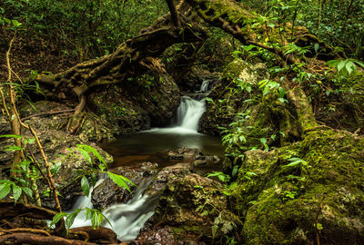 Waterfall cover with green lush forest long exposure flat angle image