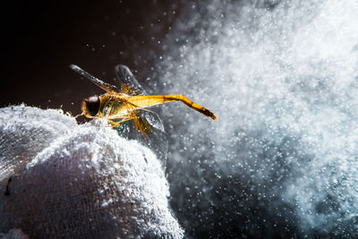 Close-up of spider