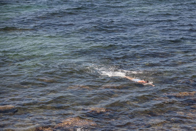 High angle view of whale swimming in sea