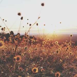 Plant growing on field at sunset