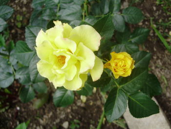 Close-up of yellow rose blooming outdoors